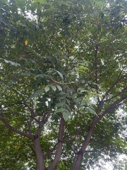 Millettia pinnata