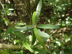 Parsonsia