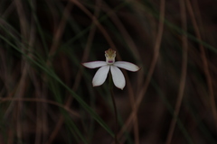 Caladenia moschata