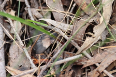Caladenia moschata