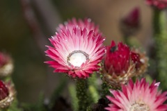 Phaenocoma prolifera