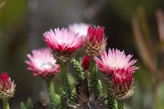 Phaenocoma prolifera