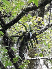 Encyclia