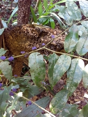 Memecylon umbellatum