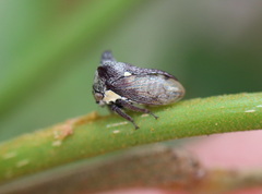 Pogonella minutus