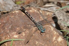 Erpetogomphus lampropeltis