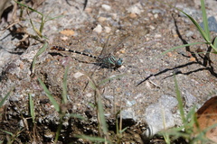 Erpetogomphus lampropeltis
