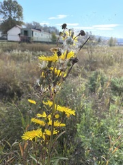 Sonchus arvensis