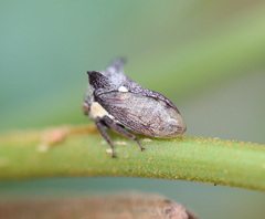Pogonella minutus
