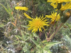 Sonchus arvensis
