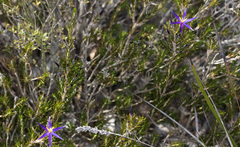 Calectasia intermedia