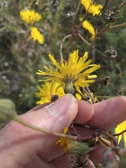 Sonchus arvensis