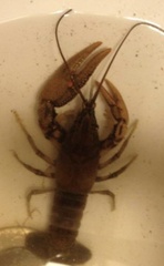 Cambarus robustus