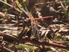 Sympetrum semicinctum