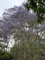 Jacaranda mimosifolia