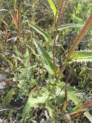Sonchus arvensis