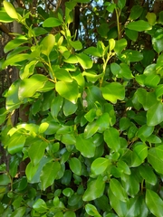 Griselinia littoralis
