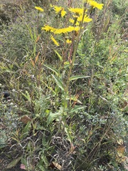 Sonchus arvensis