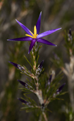Calectasia intermedia