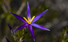 Calectasia intermedia