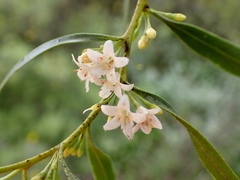 Myoporum platycarpum