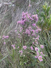 Myrtoideae