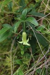 Billardiera mutabilis