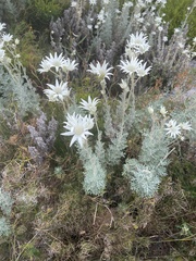 Actinotus helianthi