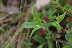 Billardiera mutabilis