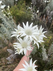 Actinotus helianthi