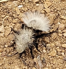 Dasymutilla sackenii