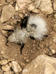 Dasymutilla sackenii
