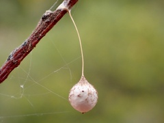 Tamopsis