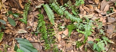 Adiantum caudatum