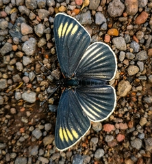 Chlosyne ehrenbergii