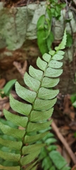Adiantum caudatum