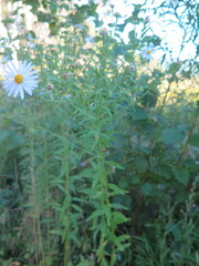 Aster incisus