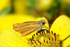 Copaeodes aurantiaca