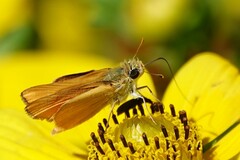 Copaeodes aurantiaca