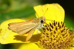 Copaeodes aurantiaca