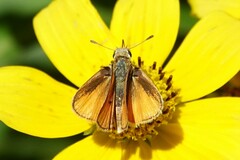 Copaeodes aurantiaca