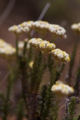 Helichrysum teretifolium