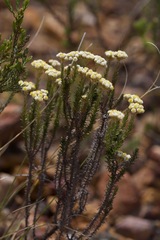 Helichrysum teretifolium