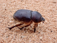 Pentodontini