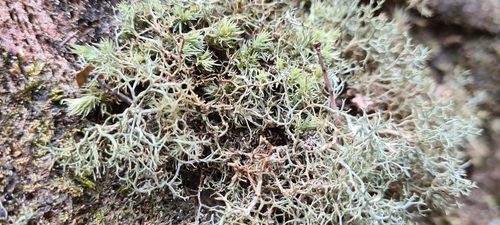 Common Cladia