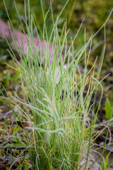Poa morrisii