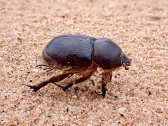 Pentodontini