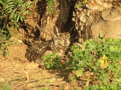 Bubo africanus africanus