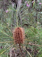 Banksia cunninghamii