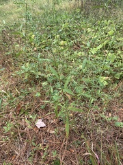 Symphyotrichum pilosum pilosum